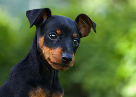 33 Best Small Dog Breeds Pictures Hypoallergenic Quiet