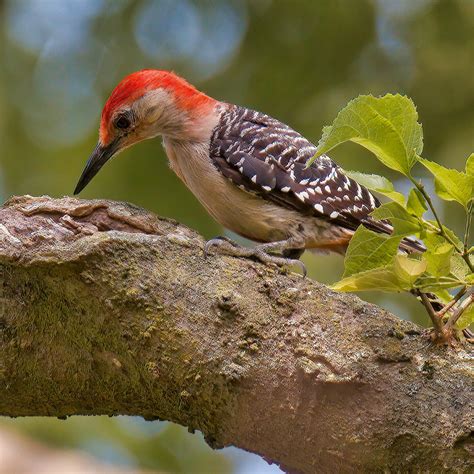 Top 20 Backyard Birds In South Carolina Free Picture Id Printable