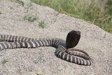 Do we do it for the fame, the fortune? Zebra Spitting cobra - Naja nigricincta from Namibia ...