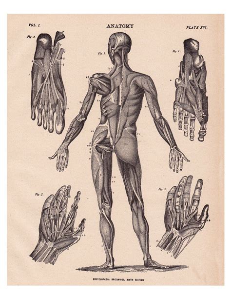 Antique Anatomy Print Downloadable Medical Illustration Etsy