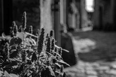 Free Stock Photo Of Black And White Old Street Old Town