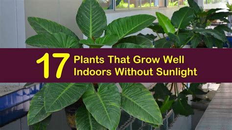 17 Plants That Grow Well Indoors Without Sunlight
