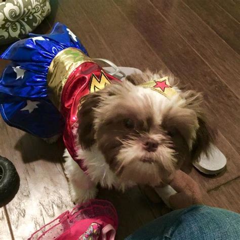 Wonder Woman Dog Halloween Costume With Same Day Shipping Baxterboo
