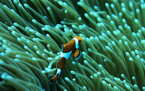 46 Saltwater Fish Desktop Wallpaper On Wallpapersafari