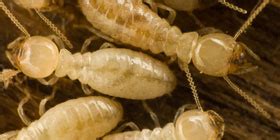 Top pest control services in baltimore, md. Pest Control & Exterminators | DC, MD & VA | CroppMetcalfe