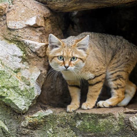 We did not find results for: Sand cat: the amazing animal that doesn't need to drink water