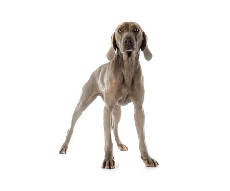 Learn Everything About Weimaraner Dog Weimaraner Dog Largest Guide