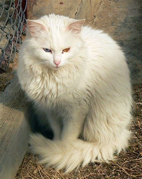 Ankara Kedisi Angora Cats Turkish Angora Cat Cat Breeds
