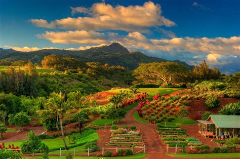 Photo A Tropical Community Garden And Farm In Hawaii Garden Variety