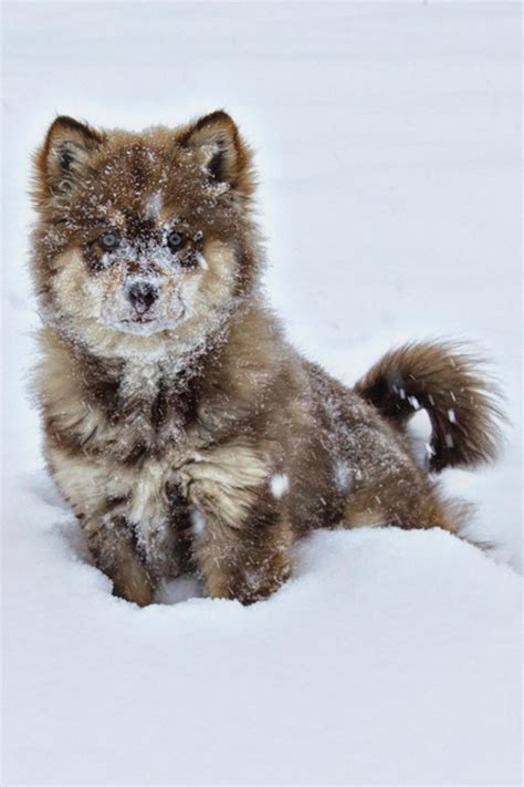 Wolf Pup ~ In The Snow Wolves Pinterest Baby Wolves Wolf Pup