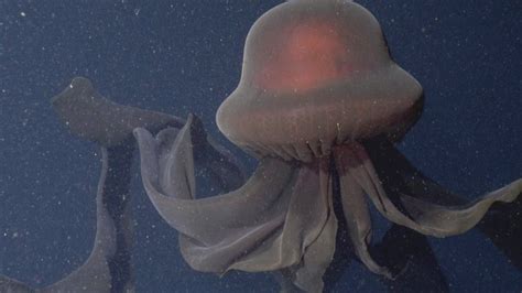 Giant Deep Sea Jellyfish