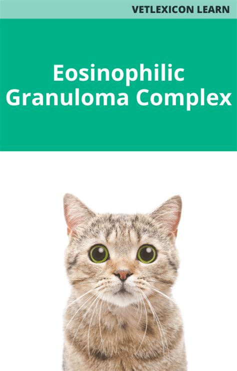 Eosinophilic Granuloma Complex Vetacademy