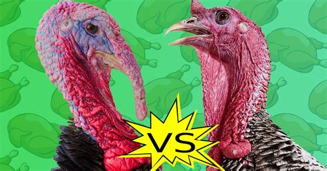 The Battle Between Organic And Free Range Christmas Turkeys Metro News