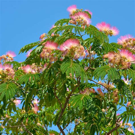 Mimosa Silk Trees For Sale