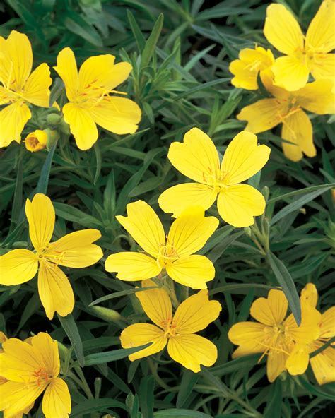 Sabine Gloeckner Yellow Perennial Flowers Zone 5 Yellow Perennial