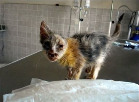 Deformed Kitten Has An Incredible Transformation