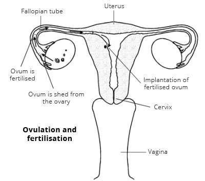 Start studying human reproductive systems. The Female Reproductive System. Women's health overview ...