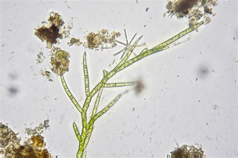 Growth Pattern In Algae Plantlet