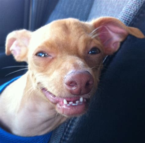 What about tuna in commercial dog food? Tuna The Dog Might Have a Serious Case Of Underbite And ...