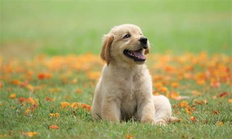 Golden Retriever Breed Characteristics Care And Photos Bechewy