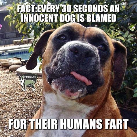 Sarcastic Boxer Dog Blame Meme