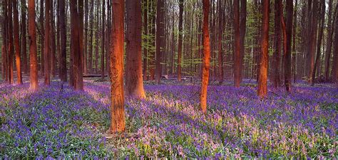 Halle Forest Belgium Blue Forest Forest Beautiful Landscapes