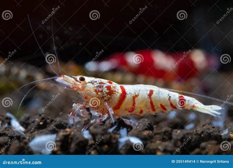 Close Up Red Fancy Tiger Dwarf Shrimp With Main White Color On Aquatic