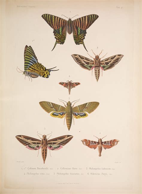 Anatomy Of A Moth Anatomy Book