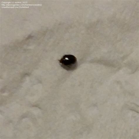 The small black bugs that sometimes emerge from the bathtub and sink drains are known as drain flies, but this flies can also be called drainage moths besides your sink and bathtub drains, drain flies can produce anywhere they find moisture. Insect and Spider Identification: Tiny black bug (beetle ...