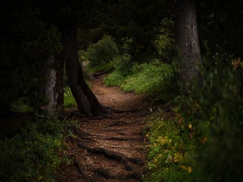 Desktop Wallpaper Trees Pathway Dirt Road Nature Hd Image Picture