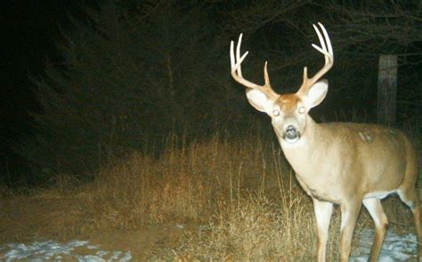 When To Hunt The Whitetail Rut Whitetail Habitat Solutions