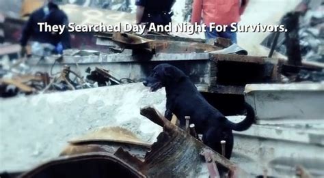 Hero Dog Rescued Final Person Trapped In 911 Rubble Life With Dogs