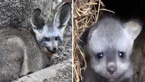 Bat Eared Foxes Become First Time Parents After Welcoming 2 Babies At