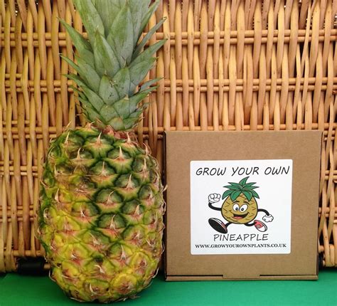 Grow Your Own Pineapple Plant Kit From Seed By Growyourownplants