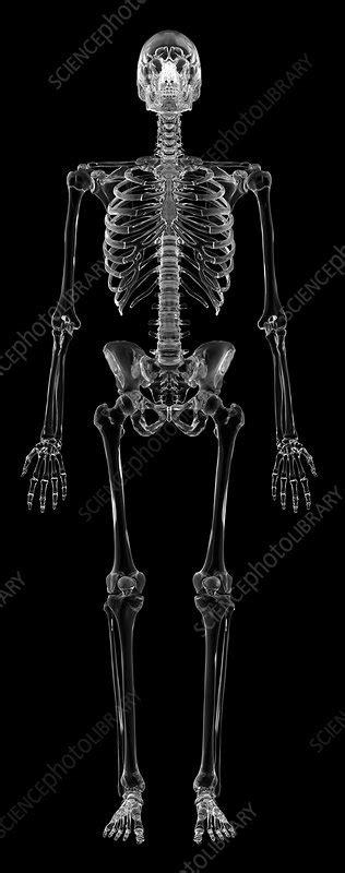 Human Skeletal System Illustration Stock Image F0116011 Science