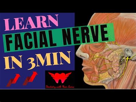 FACIAL NERVE ANATOMY Learn Its Branches In 3 Min Easiest Mnemonic To
