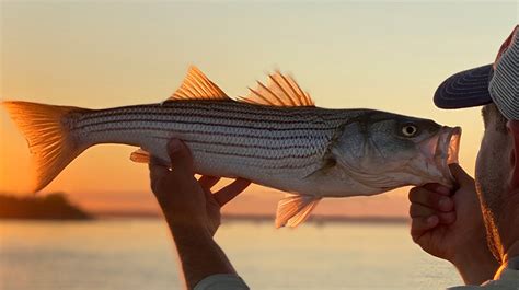 Striper Fishing Tips How To Catch Stripers