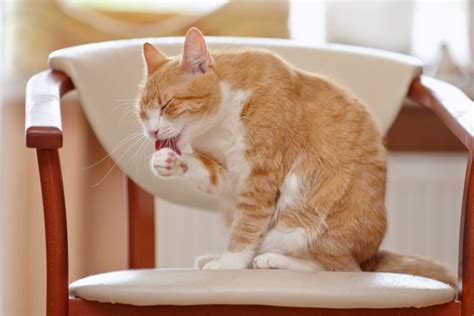 How Much Time Do Cats Spend Grooming Themselves BEST PETS DEALS