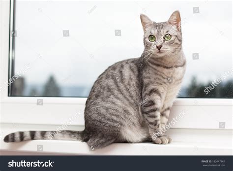 Silver Tabby Cat Sitting On A Window Shelf Stock Photo