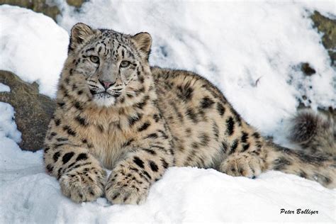 Snow Leopard Trust On Twitter Need Energy To Get Through The Last