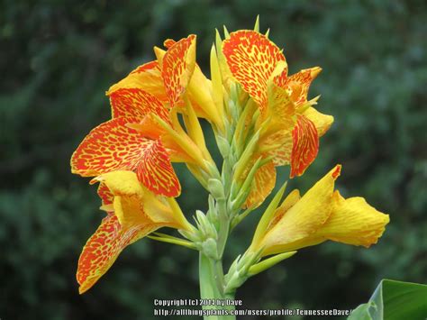 Select from premium canna lily of the highest quality. Photo of the bloom of Canna (Canna x generalis 'Maui Punch ...