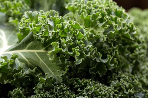 Kale Description Nutrition And Facts Britannica