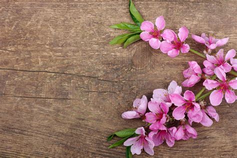 10 Excellent Pink Spring Desktop Wallpaper You Can Download It Free