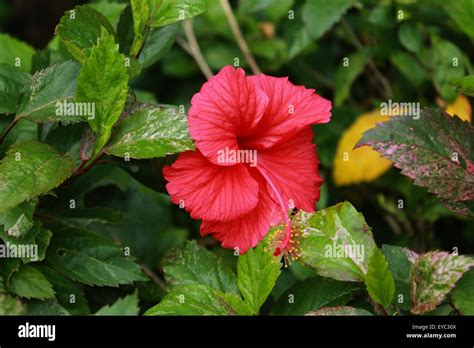 Gumamela Hi Res Stock Photography And Images Alamy