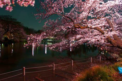 Cherry Blossoms Of Inokashira Park Stock Image Image Of Cherry Night