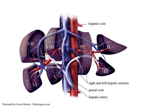 A diagram of the liver, pancreas, and bile passage. Liver Segments.Sections of the Liver. Exploded Liver ...