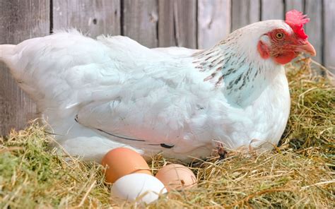 Types Of Egg Laying Chickens