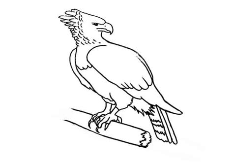 How To Draw A Harpy Eagle Step By Step Easy Animals 2 Draw