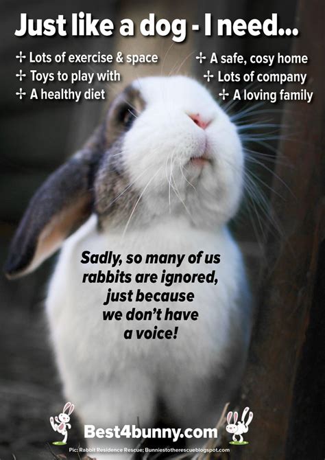 We did not find results for: Quotes About Pet Rabbits. QuotesGram
