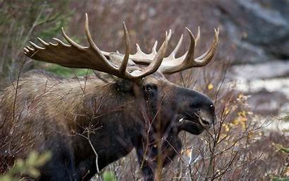 Moose Deer Wallpapers Animal Elk Desktop Background